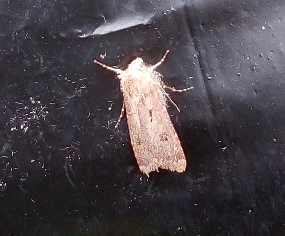 Falena difficile: Agrotis ipsoln - Noctuidae